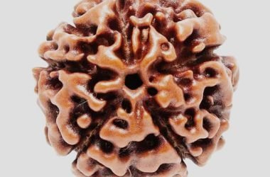 Rudraksh 5 Mukhi